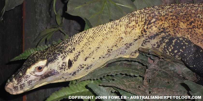 Komodo Dragon Varanus komodoensis Australian Herpetology Website (Reptiles and Amphibians) - REPTILE SPECIES OF THE WORLD  